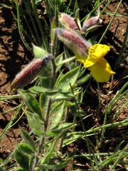 Pearsonia aristata