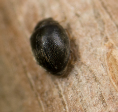 Stethorus punctum