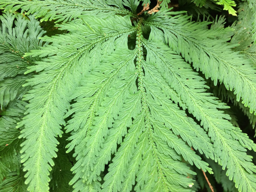 Selaginella erythropus, 2017-01-03