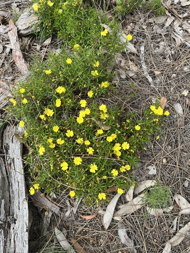 Hibbertia acerosa observed 2025-12-05