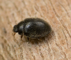 Stethorus punctum