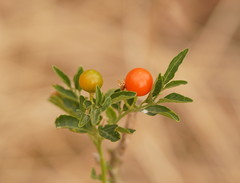 Solanum pseudocapsicum