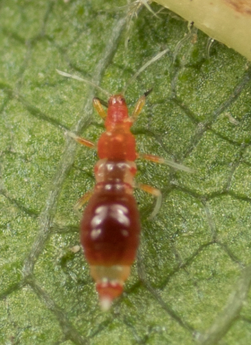 Vespiform Thrips