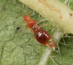 Franklinothrips vespiformis
