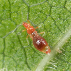 Franklinothrips vespiformis