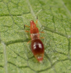 Franklinothrips vespiformis
