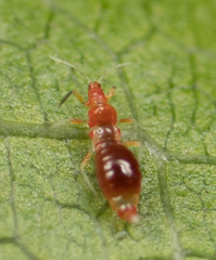 Franklinothrips vespiformis