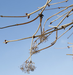Sambucus kamtschatica
