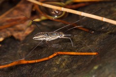 Limnogonus fossarum gilguy