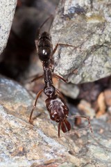 Odontomachus simillimus