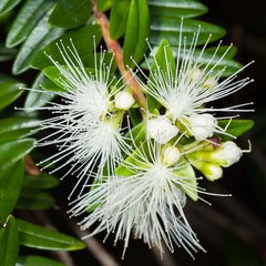 Metrosideros operculata