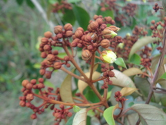 Vismia guianensis