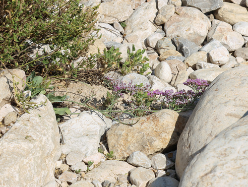 Limonium axillare, photograph 3