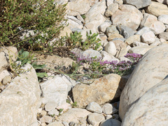 (c) Joey Bom, some rights reserved (CC BY) Limonium axillare, photograph (c) Joey Bom, some rights reserved (CC BY)