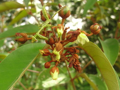Vismia guianensis