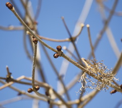 Sambucus kamtschatica