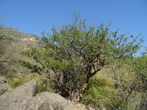 Boswellia sacra