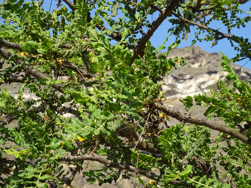 Boswellia sacra