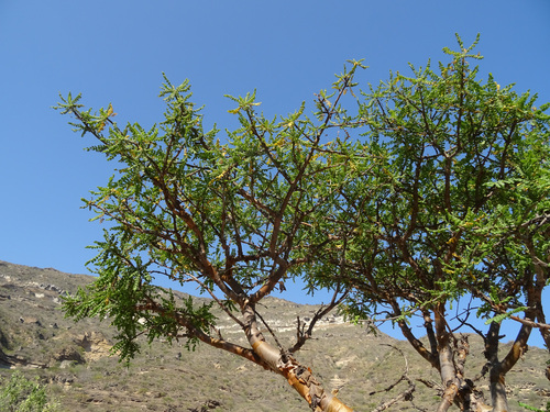 Boswellia sacra