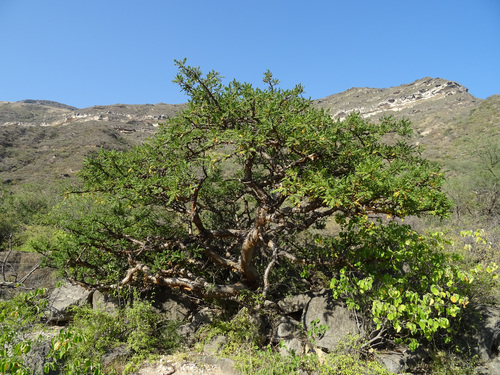 Boswellia sacra