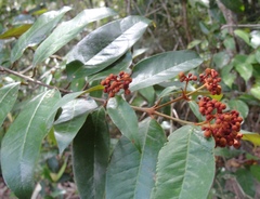Vismia guianensis