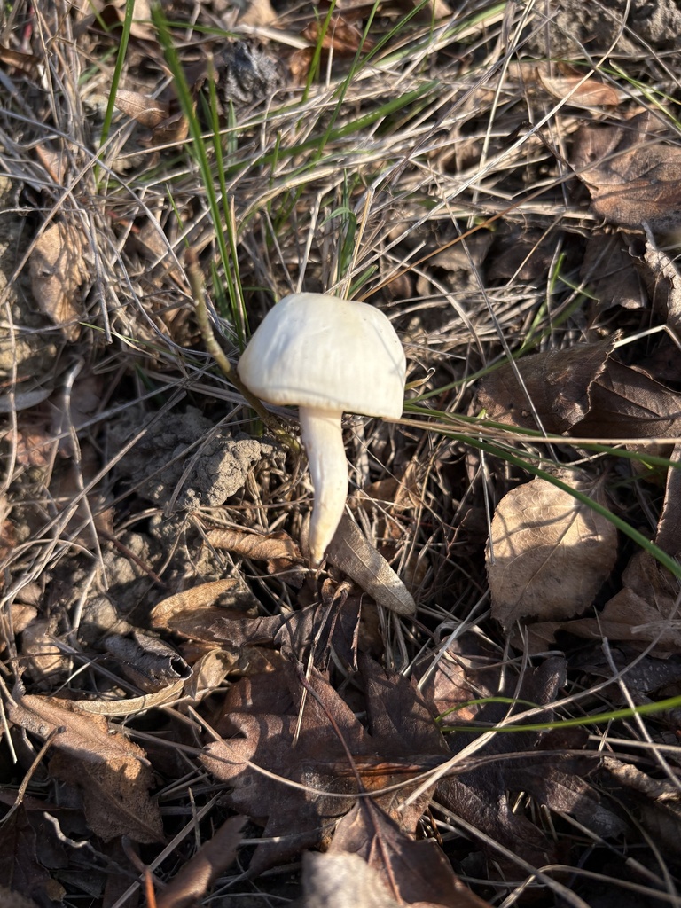 Cuphophyllus virgineus · November 2025 · photo: © ekaterina_kravtsova (iNaturalist, cc-by)