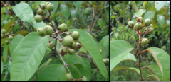 Vismia guianensis