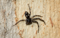 Tharpyna campestrata