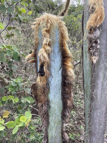 Pilosocereus fulvilanatus, photograph 3