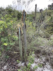 (c) B. Phalan, some rights reserved (CC BY) Pilosocereus fulvilanatus, photograph (c) B. Phalan, some rights reserved (CC BY)