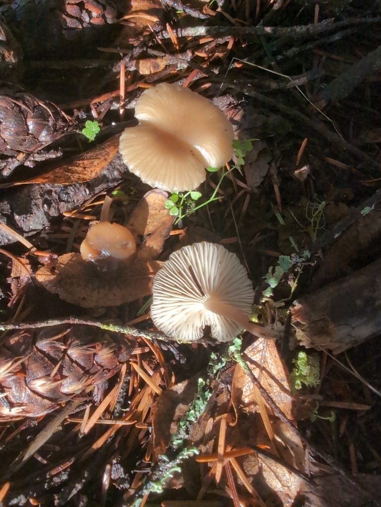 Tephrocybe sp. 'CA03'