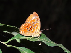Taxila haquinus