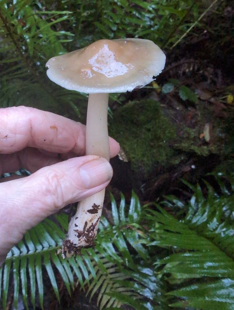 Rhodocollybia subnigra