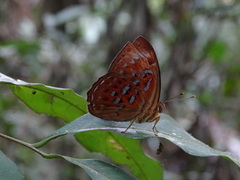 Taxila haquinus