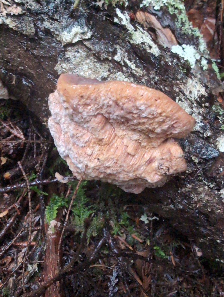 Leptoporus mollis · December 2025 · photo: © kem_luther (iNaturalist, cc-by-sa)
