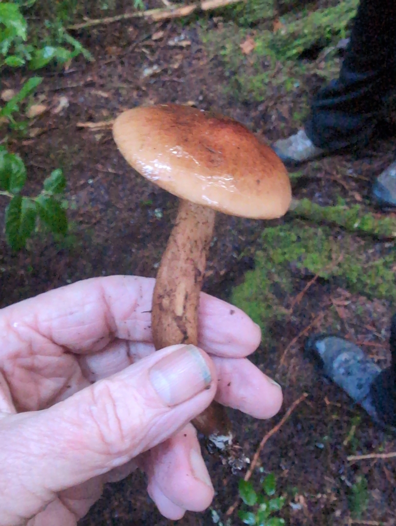 Tricholoma fulvum · December 2025 · photo: © kem_luther (iNaturalist, cc-by-sa)