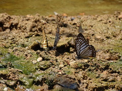 Graphium xenocles
