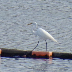Ardea alba