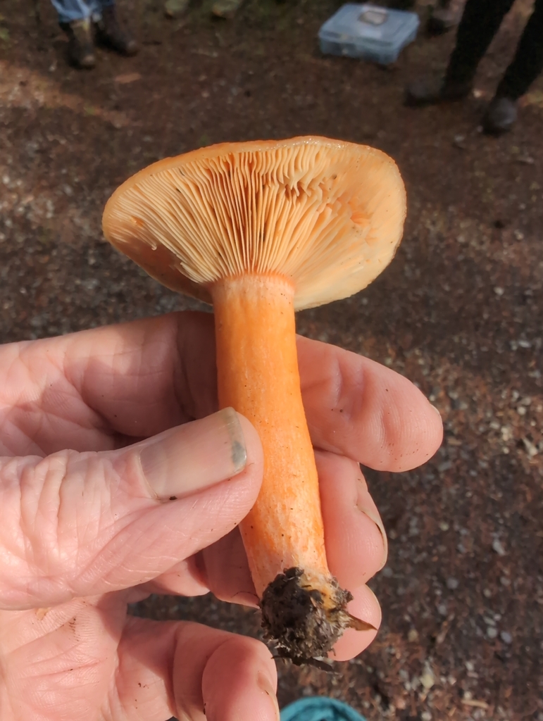 Lactarius aestivus