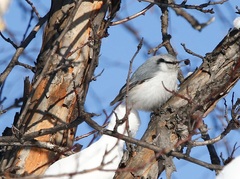 Sitta europaea albifrons