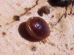 Uropoda orbicularis