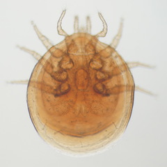 Uropoda orbicularis