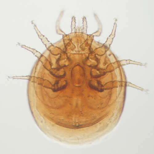 Infraorder Uropodina · iNaturalist