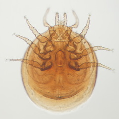 Uropoda orbicularis