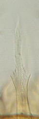 Uropoda orbicularis