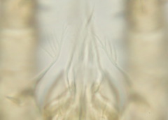 Uropoda orbicularis