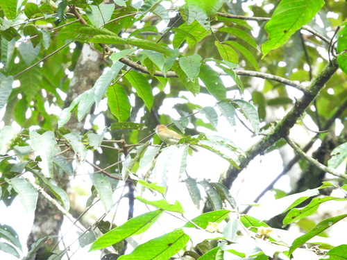 Rufous-naped Greenlet (Pachysylvia semibrunnea), photo 3