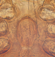 Uropoda orbicularis