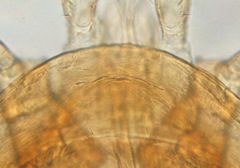Uropoda orbicularis