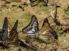 Graphium aristeus